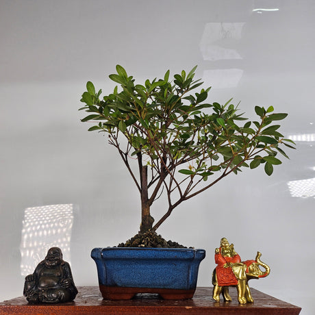 Yorkshire Bonsai Azalea Rhododendron Bonsai Tree - 15cm