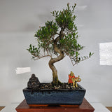 Yorkshire Bonsai Brush Cherry Bonsai Tree Pot 30cm