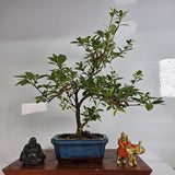 Yorkshire Bonsai Azalea Rhododendron Bonsai Tree Pot - 15cm