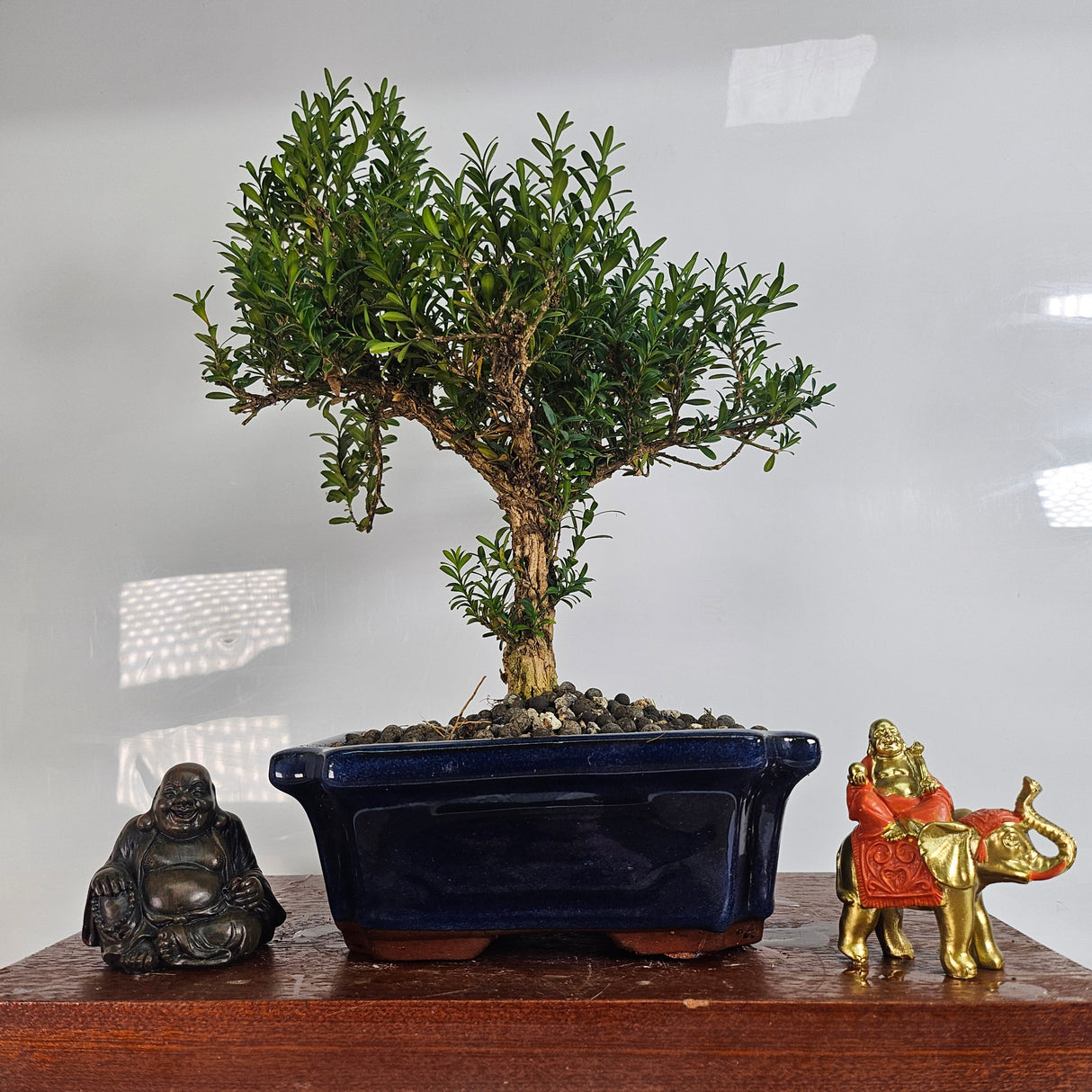 Yorkshire Bonsai Boxwood Buxus Harlandii Bonsai Tree - 20cm