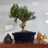 Yorkshire Bonsai Boxwood Buxus Harlandii Bonsai Tree - 20cm