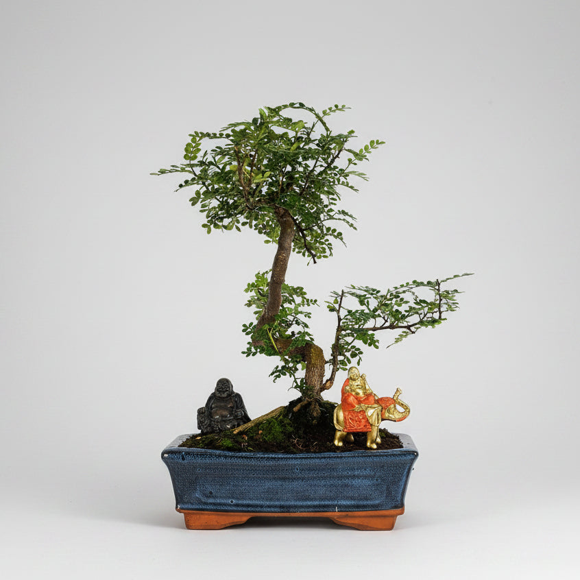 Yorkshire Bonsai Chinese Pepper Bonsai Tree 25cm Pot