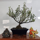 Yorkshire Bonsai Cotoneaster Bonsai Tree Pot Broom Style - 15cm