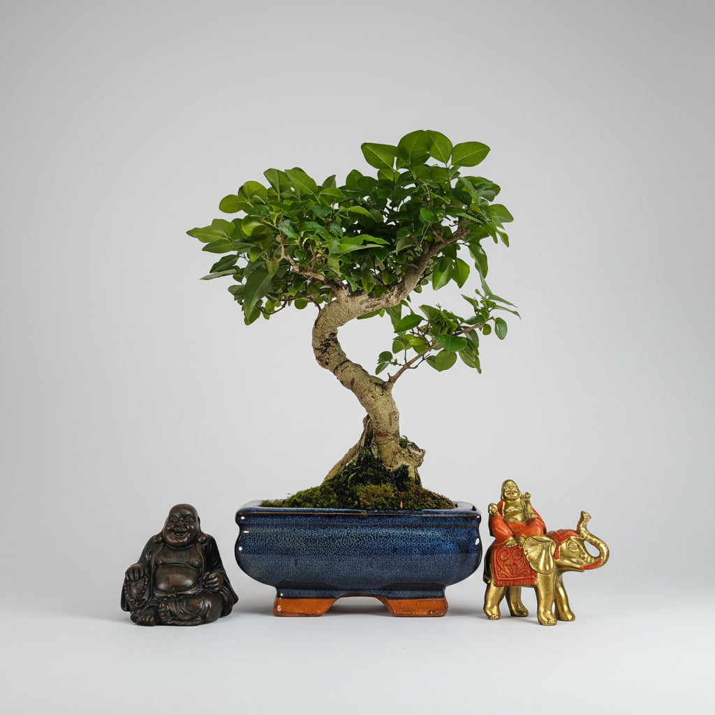 Yorkshire Bonsai Chinese Privet Bonsai Tree - 15cm