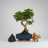 Yorkshire Bonsai Chinese Privet Bonsai Tree - 15cm