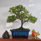 Yorkshire Bonsai Japanese Holly Bonsai Tree - Ilex crenata in 20cm Pot