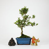 Yorkshire Bonsai Japanese Holly Bonsai Tree Pot - 15cm