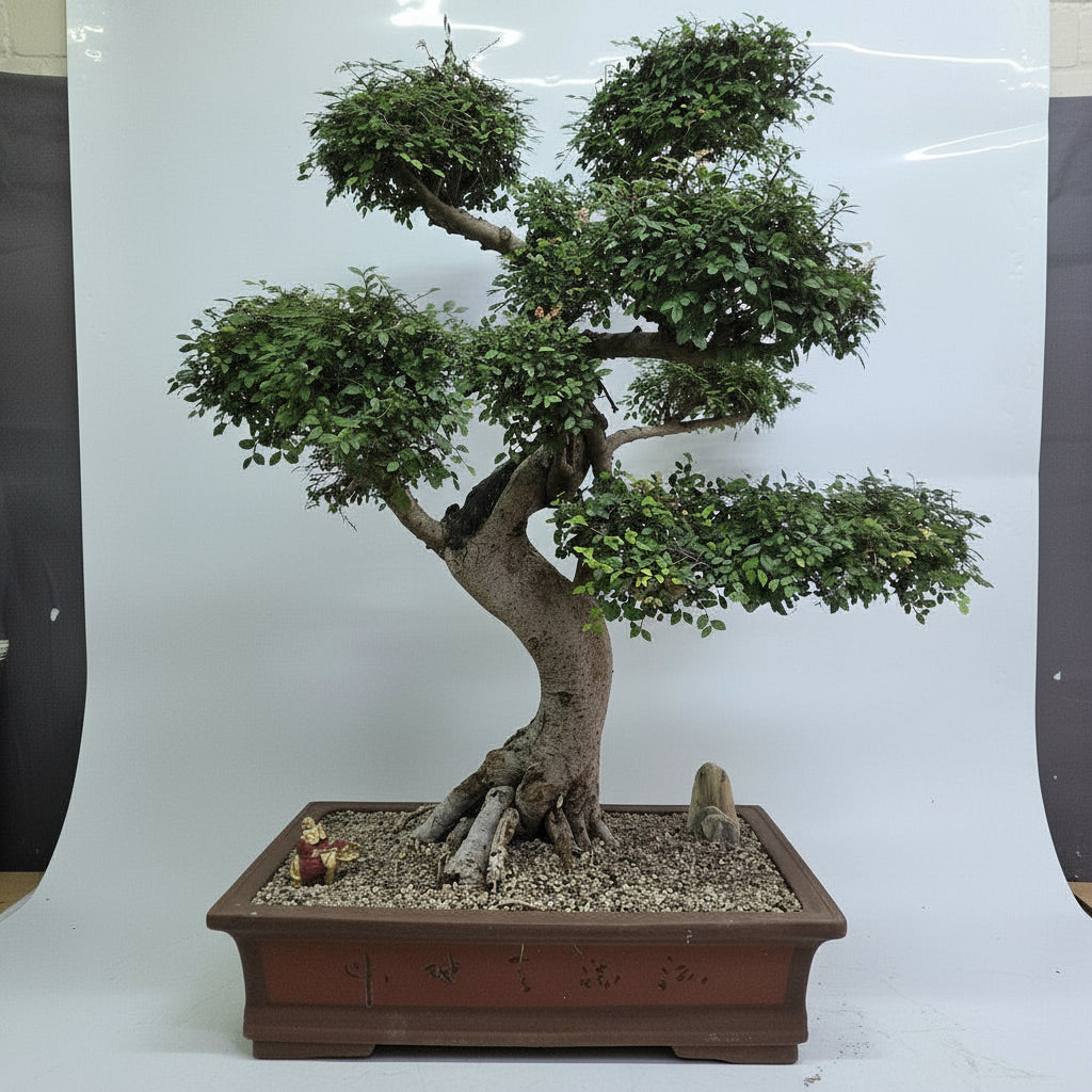 Yorkshire Bonsai Large Chinese Elm Bonsai Tree - 110cm