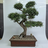 Yorkshire Bonsai Large Chinese Elm Bonsai Tree - 110cm