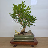 Yorkshire Bonsai Ficus Microcarpa Bonsai Tree Indoor Bundle - 26cm