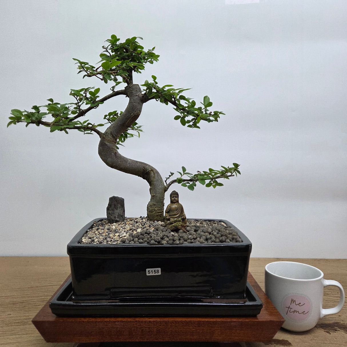 Yorkshire Bonsai Chinese Elm Bonsai Tree Pot Premium Bundle - 26cm