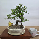 Yorkshire Bonsai Chinese Elm Tree Bundle Pot Indoor - 20cm