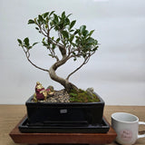 Yorkshire Bonsai Ficus Microcarpa Premium Bonsai - 26cm