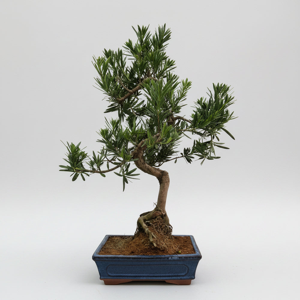 Yorkshire Bonsai Buddhist Pine Bonsai Tree Pot Podocarpus - 25cm