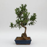 Yorkshire Bonsai Buddhist Pine Bonsai Tree Pot Podocarpus - 25cm