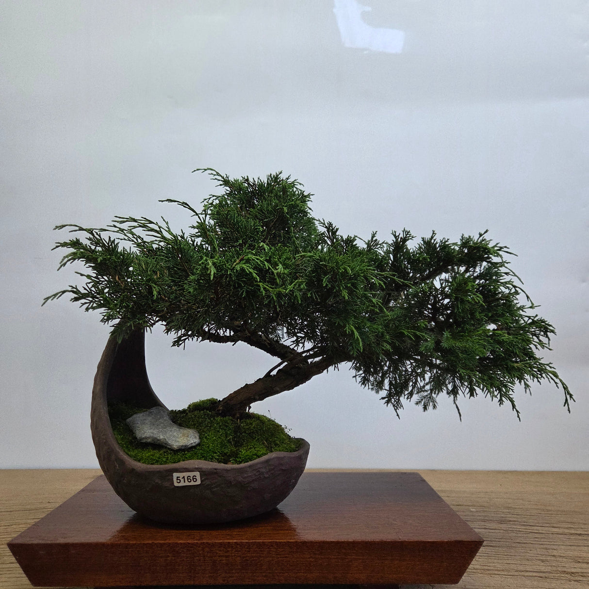 Yorkshire Bonsai Chinese Juniper Cascading Bonsai Pot - 20cm