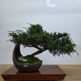 Yorkshire Bonsai Chinese Juniper Cascading Bonsai Pot - 20cm
