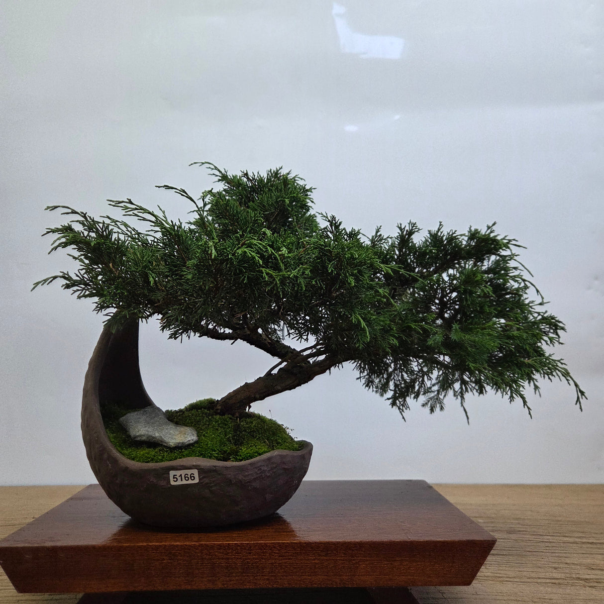 Yorkshire Bonsai Chinese Juniper Cascading Bonsai Pot - 20cm