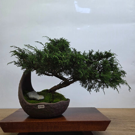 Yorkshire Bonsai Chinese Juniper Cascading Bonsai Pot - 20cm