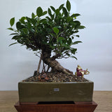 Yorkshire Bonsai Ficus Microcarpa Indoor Bonsai Tree Pot - 32cm