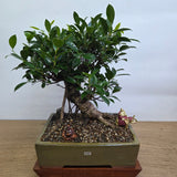 Yorkshire Bonsai Ficus Microcarpa Indoor Bonsai Tree Pot - 32cm