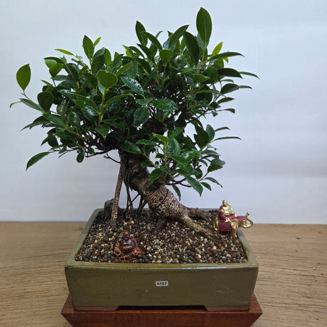 Yorkshire Bonsai Ficus Microcarpa Indoor Bonsai Tree Pot - 32cm
