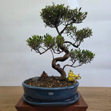 Yorkshire Bonsai Brush Cherry Premium Bonsai Bundle - 32cm