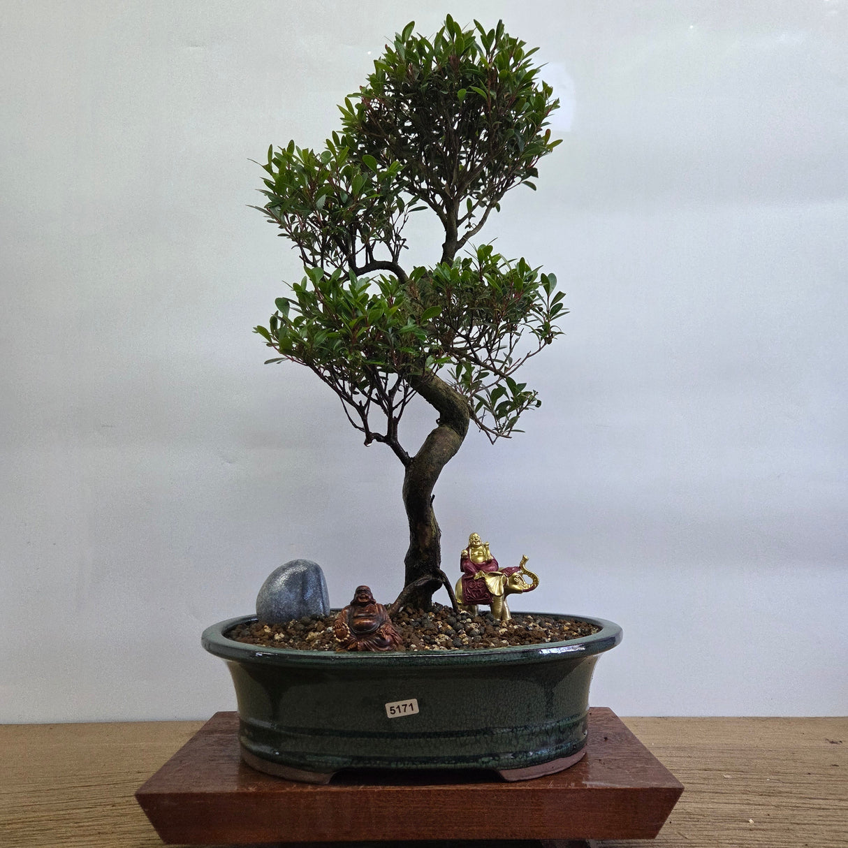 Yorkshire Bonsai Brush Cherry Bonsai Tree Pot Bundle - 31cm