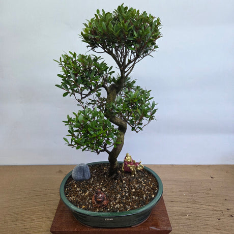 Yorkshire Bonsai Brush Cherry Bonsai Tree Pot Bundle - 31cm