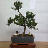 Yorkshire Bonsai Buddhist Pine Podocarpus Bonsai Tree 33cm Pot