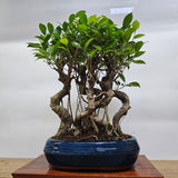 Yorkshire Bonsai Ficus Microcarpa Indoor Bonsai Tree Forest‑Shaped - 26cm
