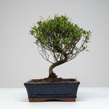 Yorkshire Bonsai Brush Cherry Bonsai Tree Pot - 20cm