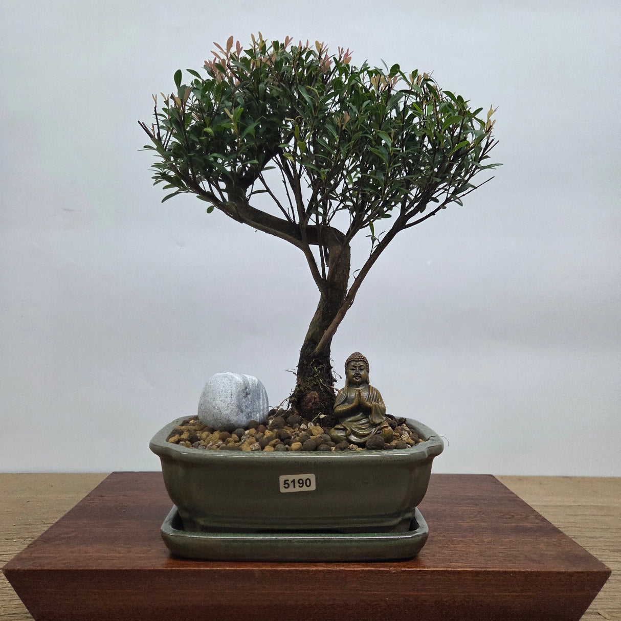 Yorkshire Bonsai Brush Cherry Bonsai Bundle Pot Indoor Tree - 18cm