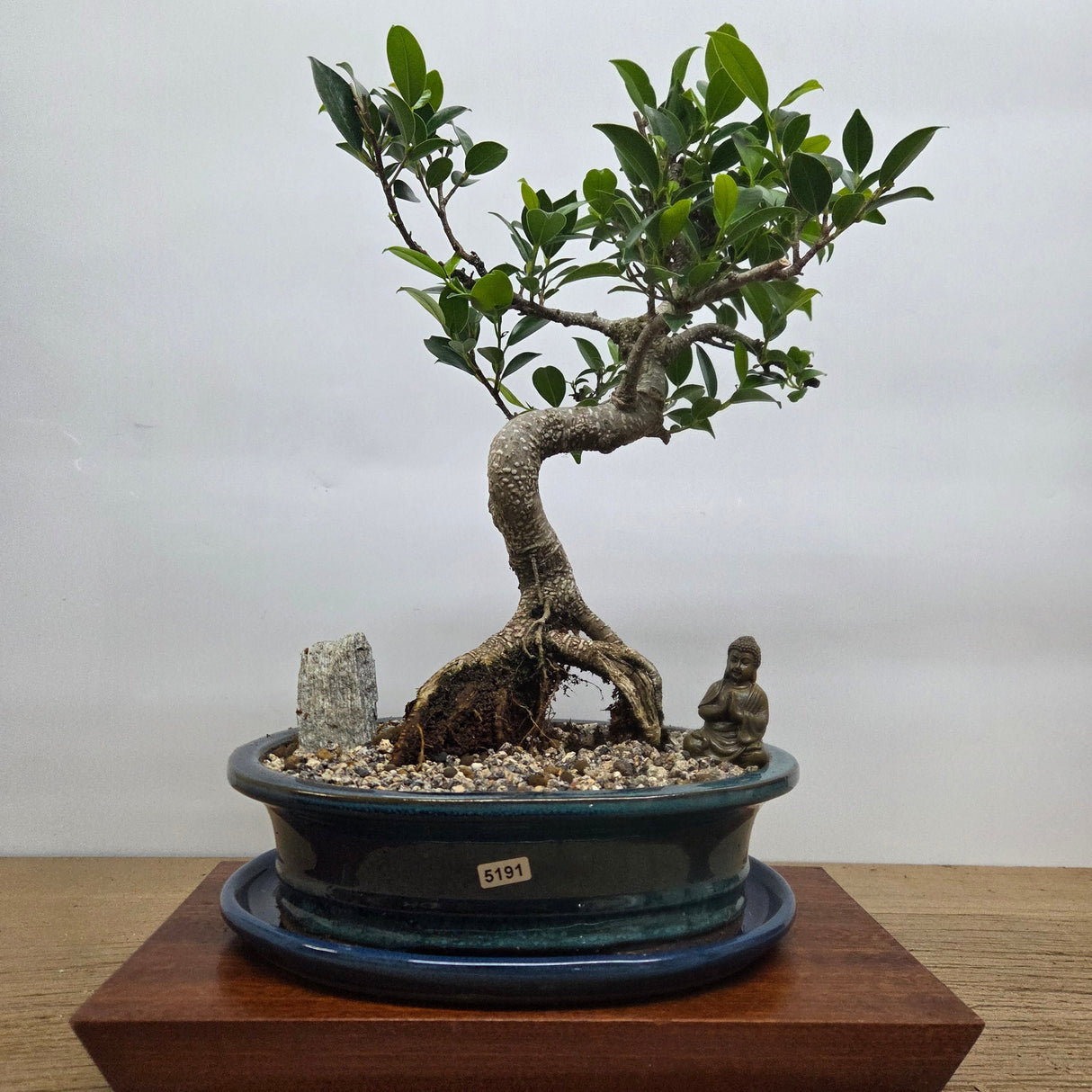 Yorkshire Bonsai Ficus Microcarpa Bonsai Tree Pot Bundle - 26cm