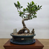 Yorkshire Bonsai Ficus Microcarpa Bonsai Tree Pot Bundle - 26cm
