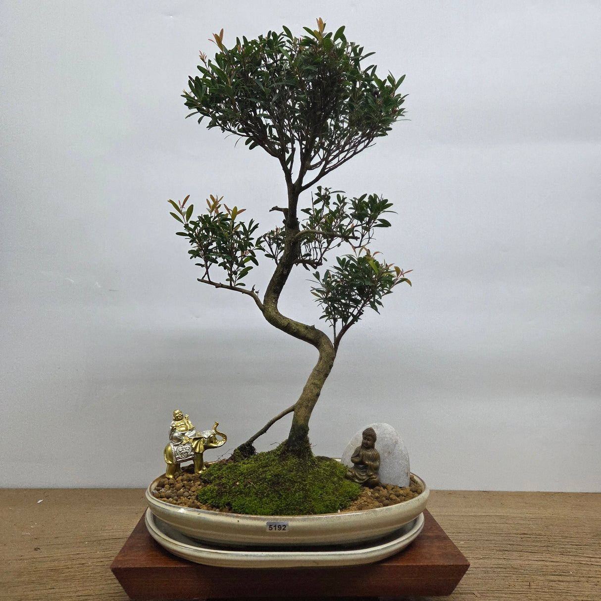 Yorkshire Bonsai Brush Cherry Tree Bundle Pot - 31cm