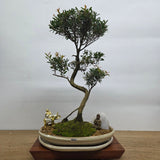 Yorkshire Bonsai Brush Cherry Tree Bundle Pot - 31cm