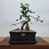 Yorkshire Bonsai Fukien Tea Tree Bonsai Pot Bundle - 18cm