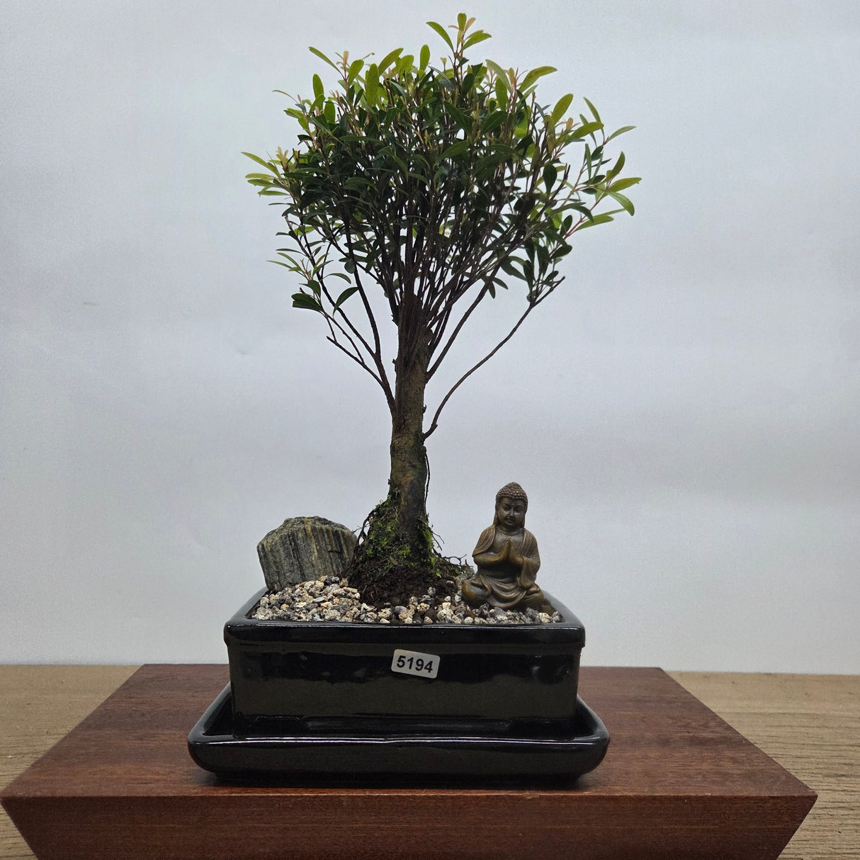 Yorkshire Bonsai Brush Cherry Bonsai Tree Bundle - 16cm