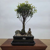 Yorkshire Bonsai Brush Cherry Bonsai Tree Bundle - 16cm