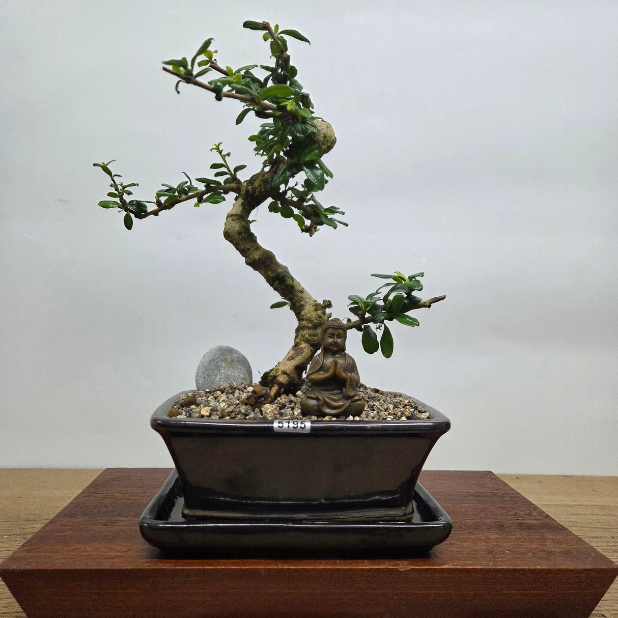 Yorkshire Bonsai Fukien Tea Bonsai Tree Bundle - 18cm