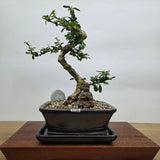 Yorkshire Bonsai Fukien Tea Bonsai Tree Bundle - 18cm