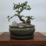 Yorkshire Bonsai Fukien Tea Carmona Retusa Premium Bonsai Bundle 18cm