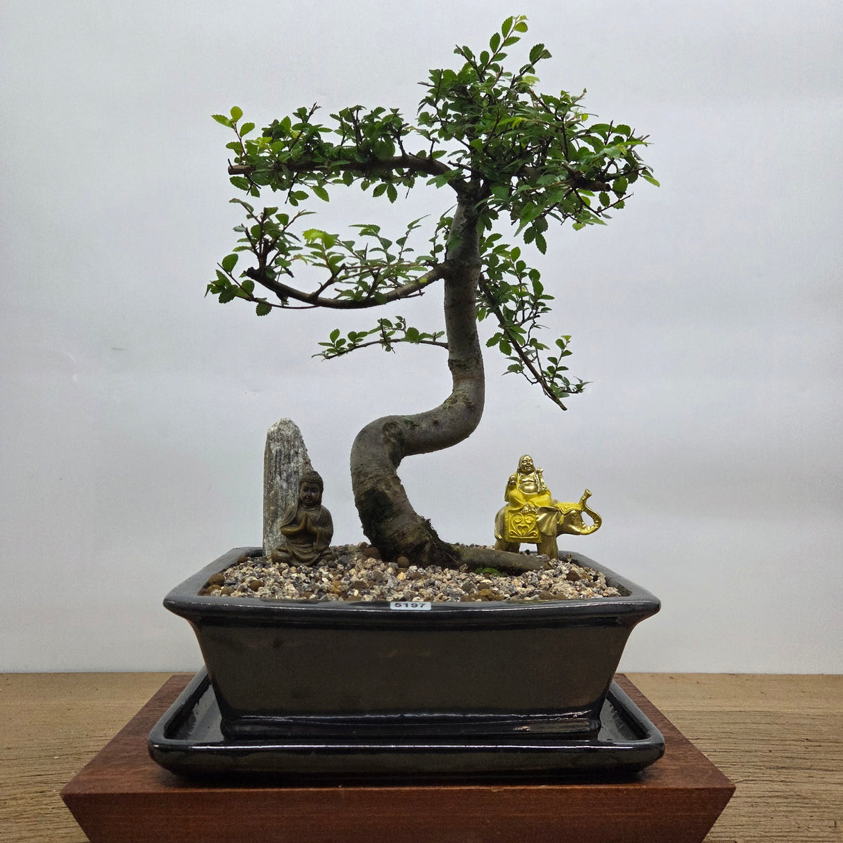 Yorkshire Bonsai Chinese Elm Bonsai Tree Pot Bundle - 26cm