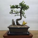 Yorkshire Bonsai Chinese Elm Bonsai Tree Pot Bundle - 26cm