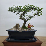 Yorkshire Bonsai Premium Chinese Elm Bonsai in Pot 26cm