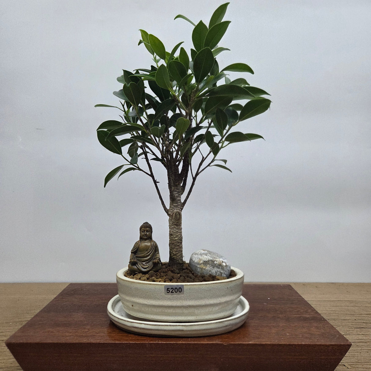 Yorkshire Bonsai Ficus Microcarpa Bonsai Bundle Indoor Tree - 16cm