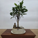 Yorkshire Bonsai Ficus Microcarpa Bonsai Bundle Indoor Tree - 16cm