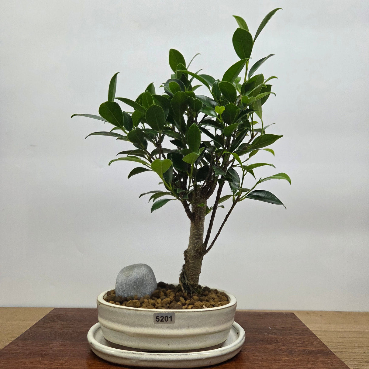 Yorkshire Bonsai Ficus Microcarpa Bonsai Tree Bundle - 16cm