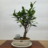 Yorkshire Bonsai Ficus Microcarpa Bonsai Tree Bundle - 16cm